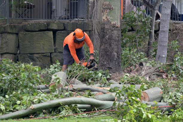 How Our Tree Care Process Works  in  Pontiac, MI